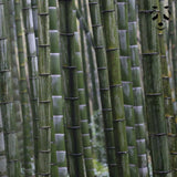 Graines de bambou géant MOSO Phyllostachys edulis