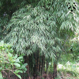 Graines de bambou Dendrocalamus membranaceus | Non Traçant