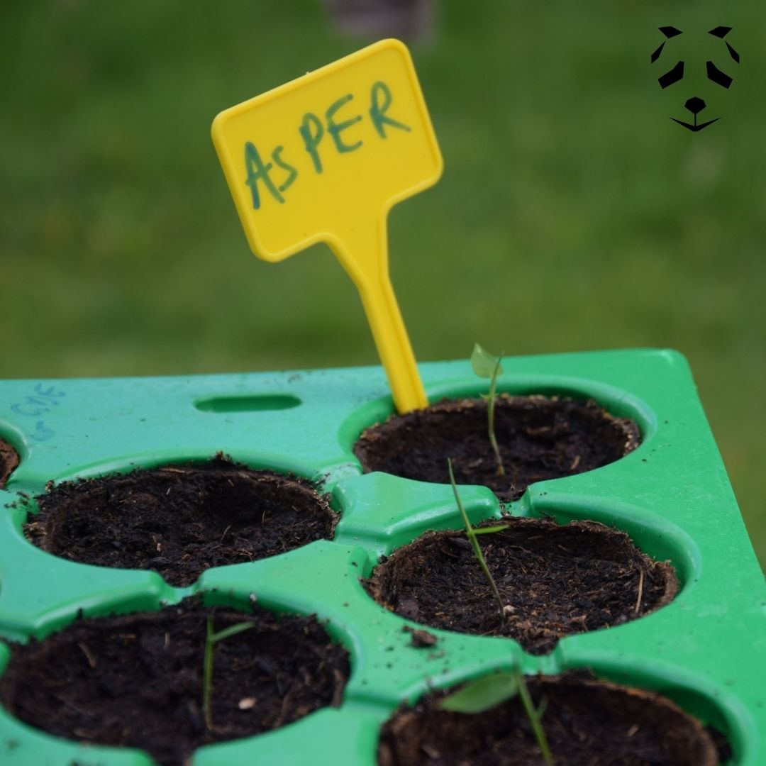 Germination des graines de bambou Dendrocalamus asper