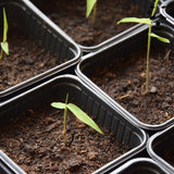 Germination des graines de bambou bambusa longinternode