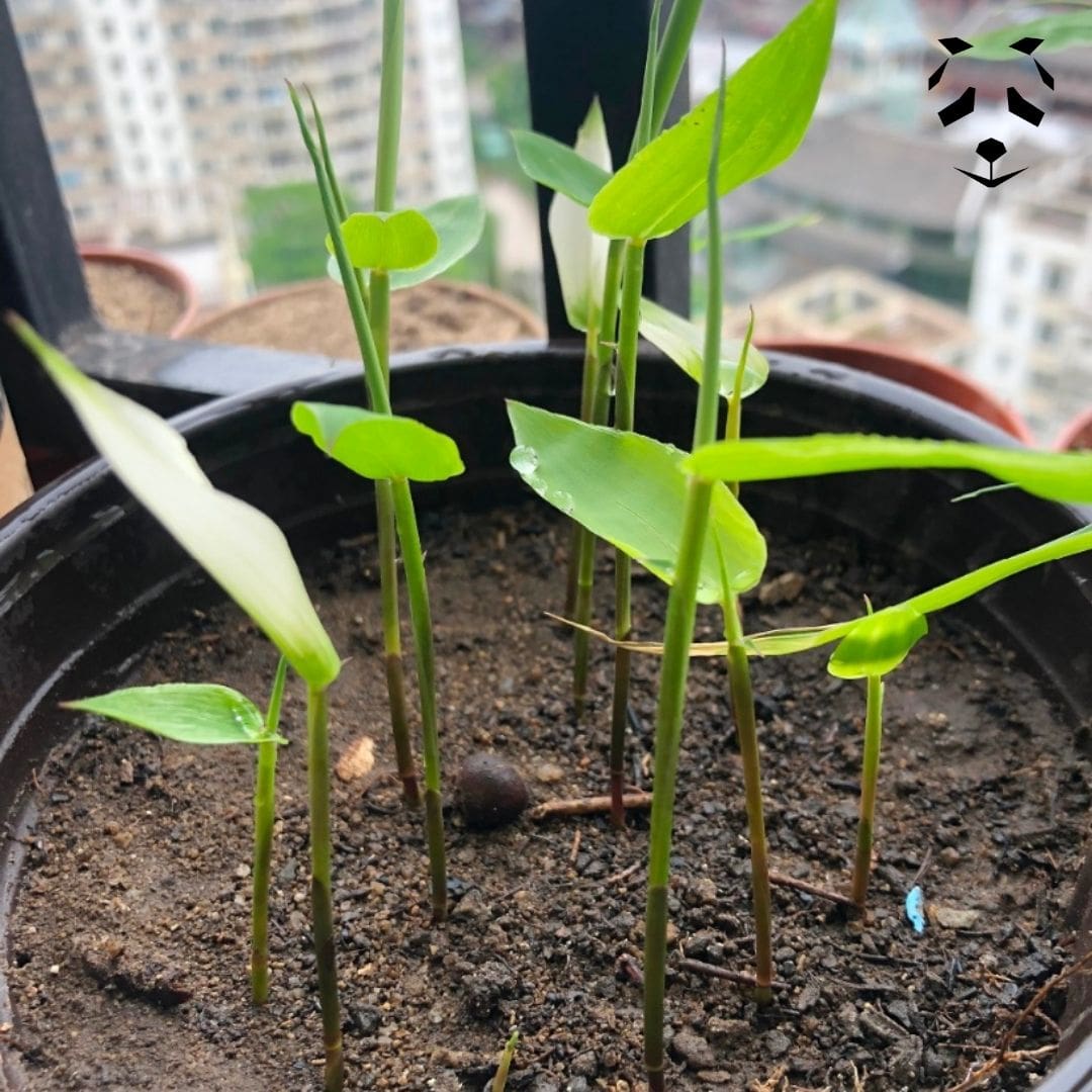 Germination de graines de Dendrocalamus sinicus dans un pot