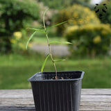 Germination des graines de bambou bambusa longinternode