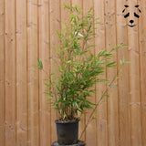 plant bambou phyllostachys nigra